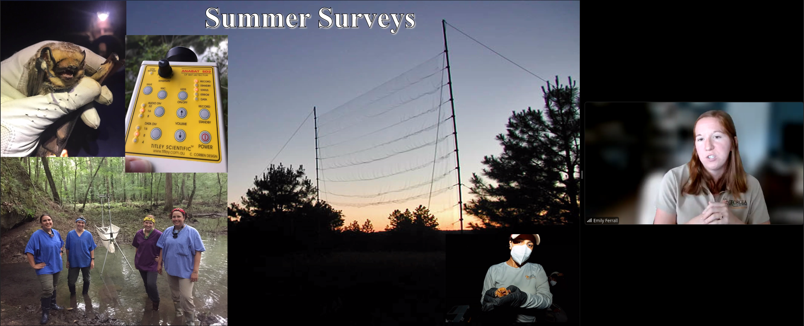 Summer surveys