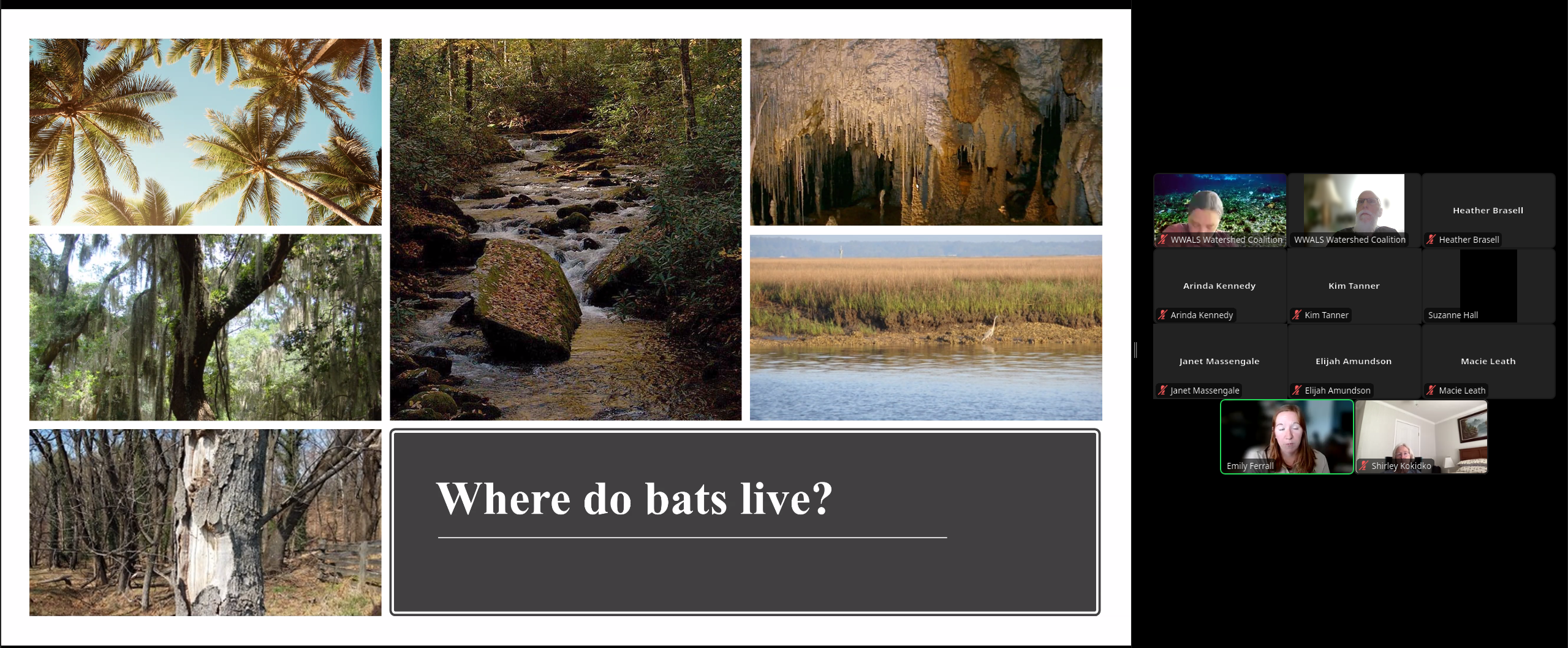 Where do bats live?