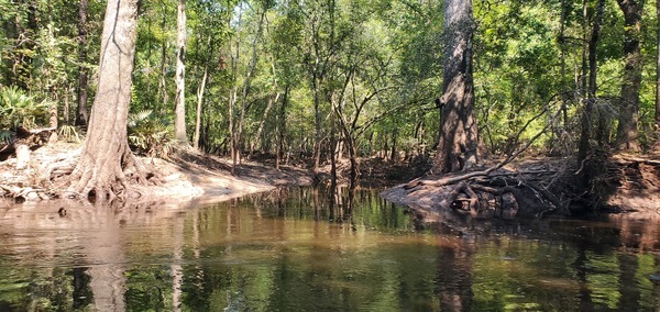 Right bank creek, 11:52:40, 30.8542901, -83.3379522