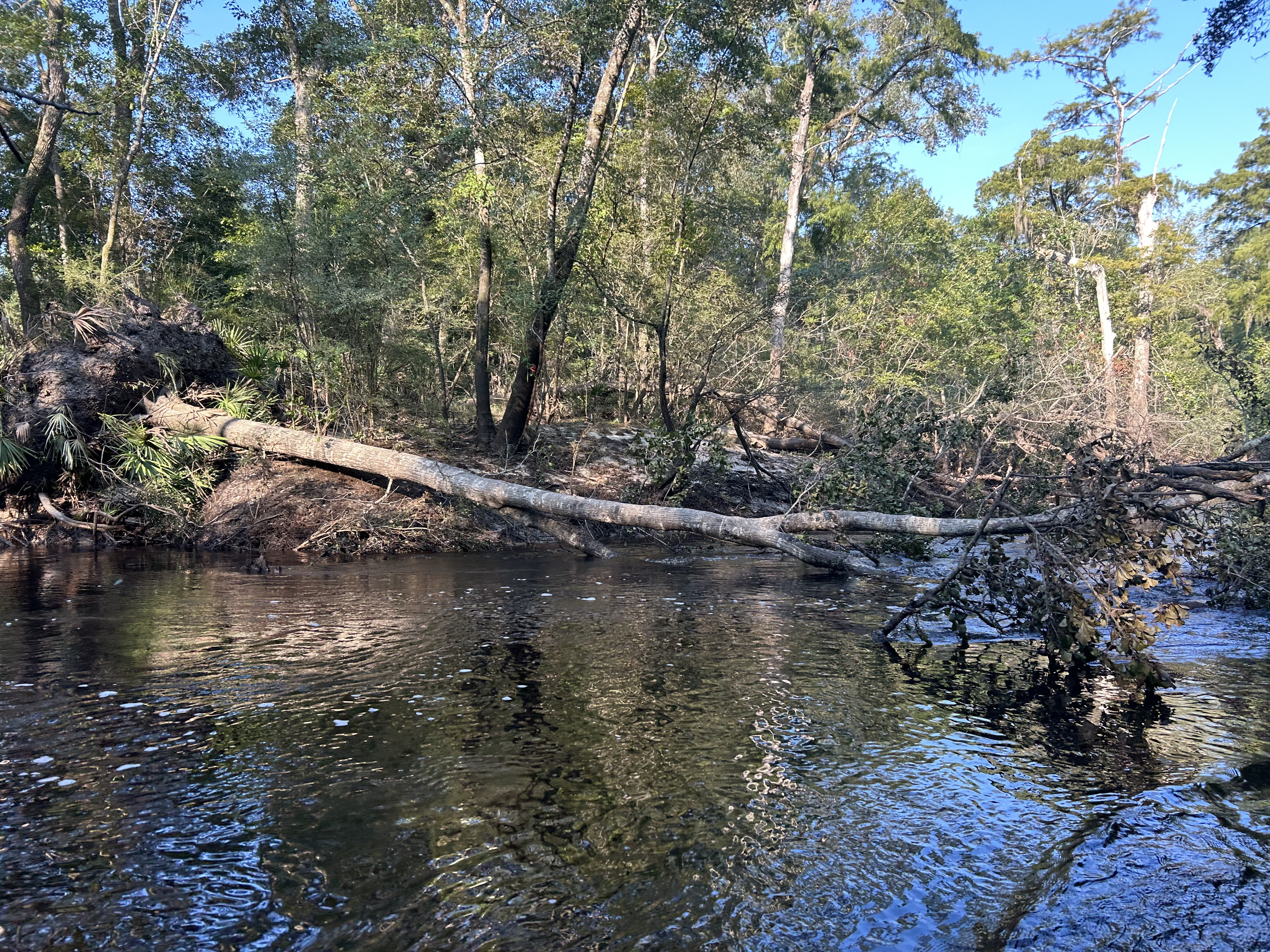 Downstream to the left bank deadfall avoidable --Quen Metzler, 09:04:04, 30.8453472, -83.3446111