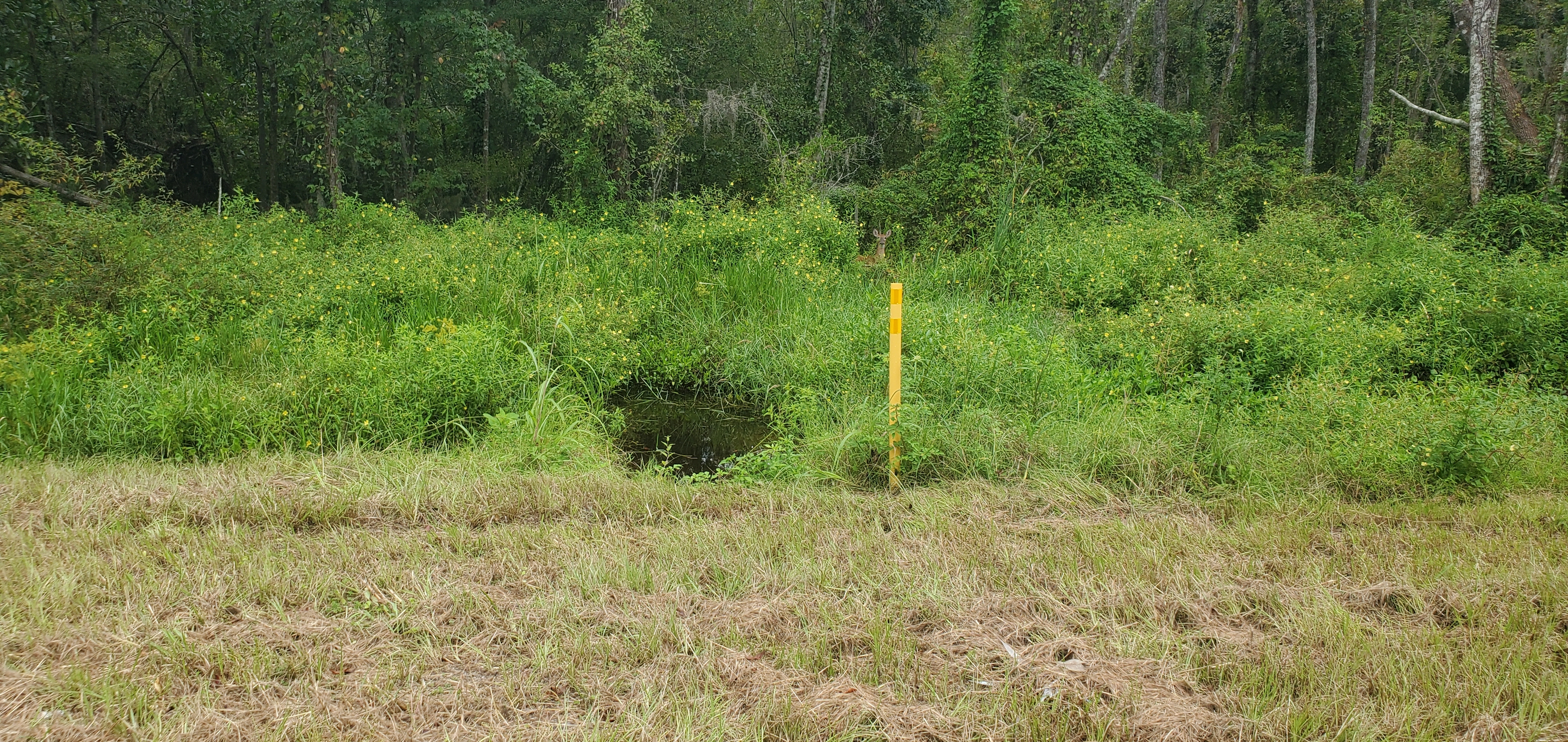 Biosolids Branch west from SW 107th Ave., with deer, 14:52:45, 30.4818980, -82.9553120