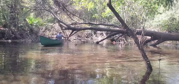 Movie: We made a gap in the first upstream deadfall, but just above it is an even bigger one, 11:16:31, 30.8954369, -83.3259970 (37M)