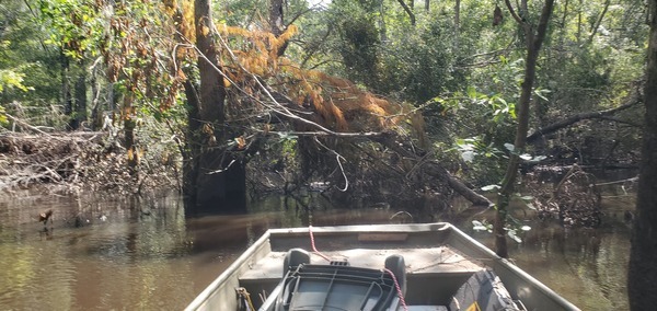 Oak and Pine Upstream Deadfall, 11:16:52, 30.8905793, -83.3213432