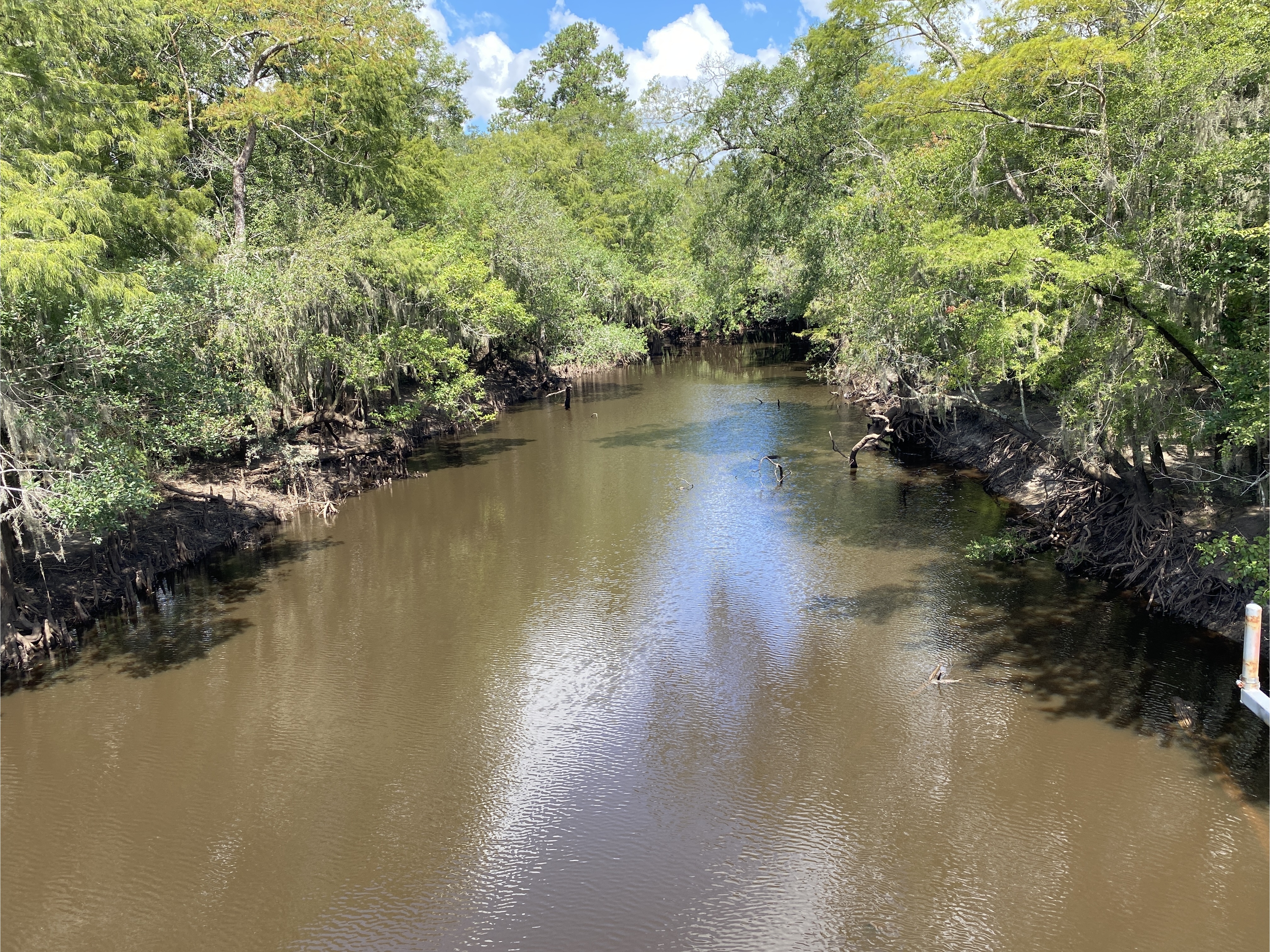 Alapaha River above US 82 and Sheboggy Boat Ramp 2024-08-30