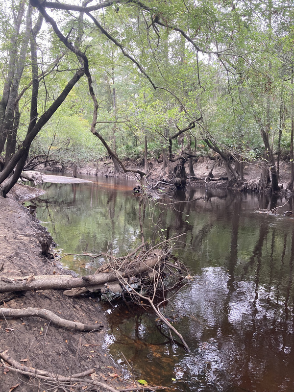 Downstream, Franklinville other, Withlacoochee River @ Frankinville Road 2024-09-05, 2024:09:05 11:26:11, 30.9814889, -83.2679444