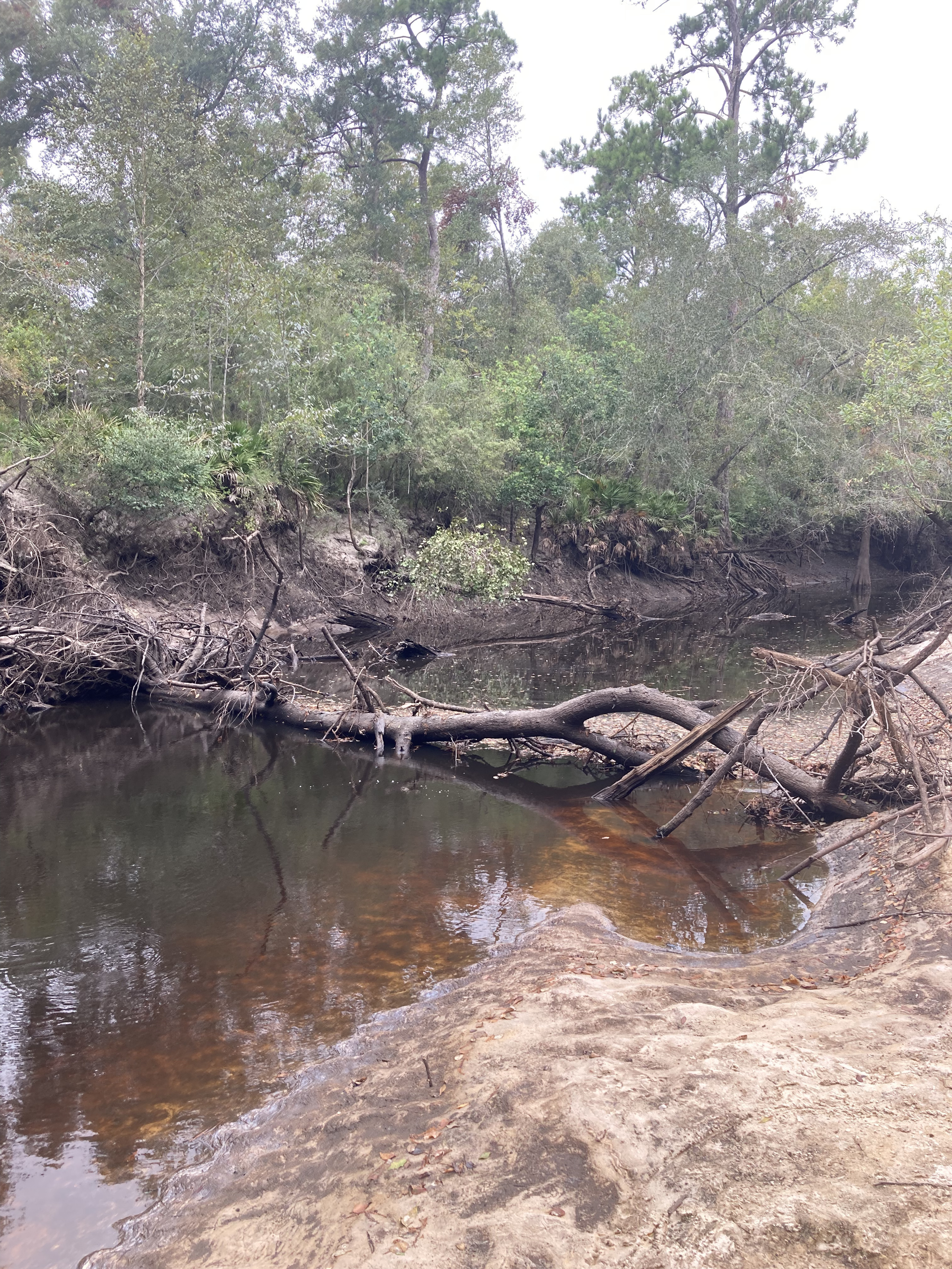 River Deadfall, Langdale Park Boat Ramp, Withlacoochee River @ North Valdosta Road 2024-09-05, 2024:09:05 10:29:35, 30.8873778, -83.3240361