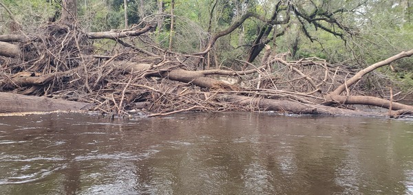 [Wetherington Branch Deadfall; we sawed through this last time, 2024:09:14 11:16:14, 30.8369922, -83.3643219]