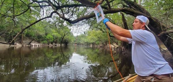 Hanging PFAS sampler downstream from Spring Branch, 2024:09:14 12:04:07, 30.8284134, -83.3855957