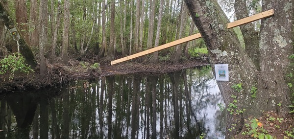 [Inner Perimeter, Mud Swamp Creek, upstream from Valdosta Mud Creek WTP, 2024:09:15 10:37:12, 30.8049971, -83.2358459]