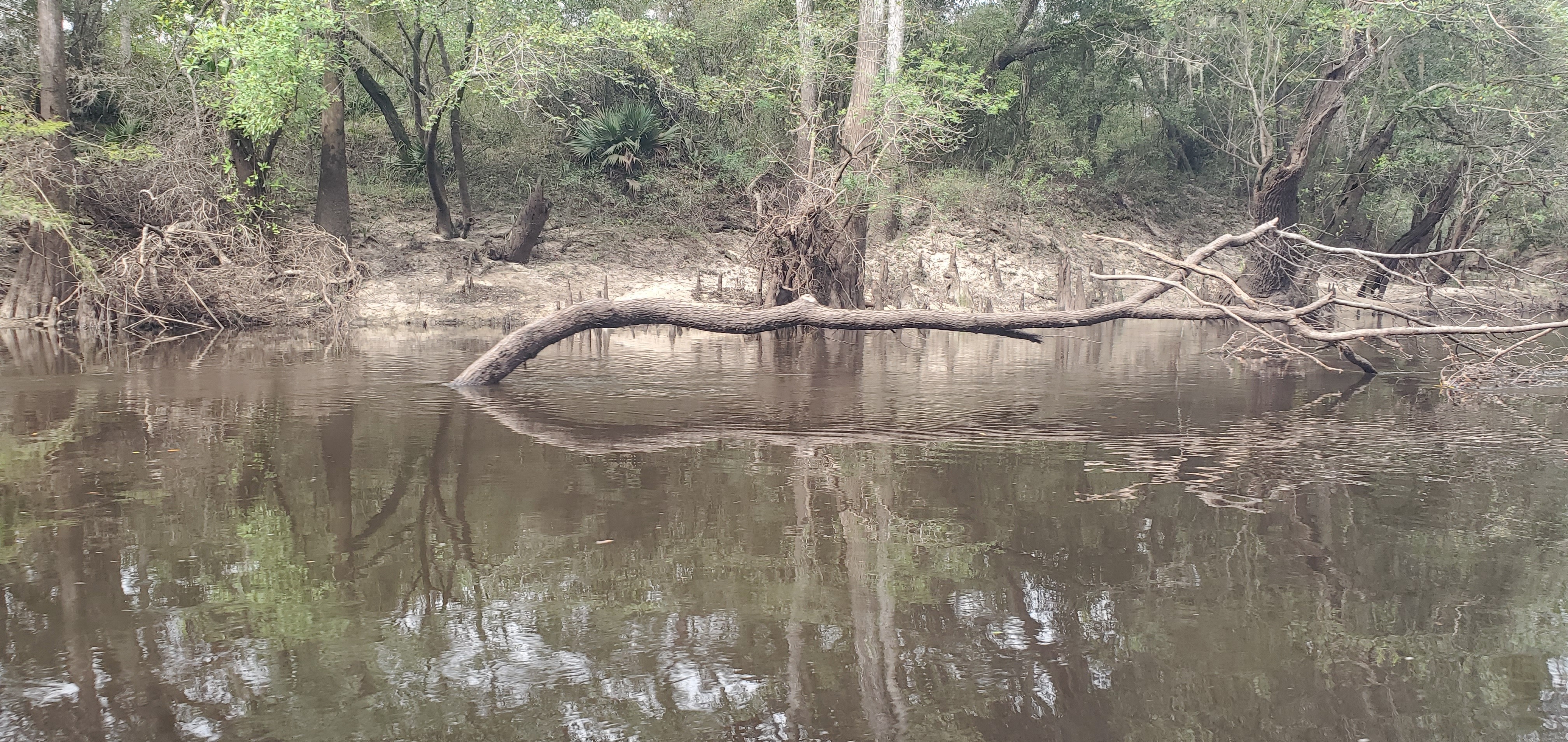 Tree in River, 2024:09:14 11:13:23, 30.8394892, -83.3629245