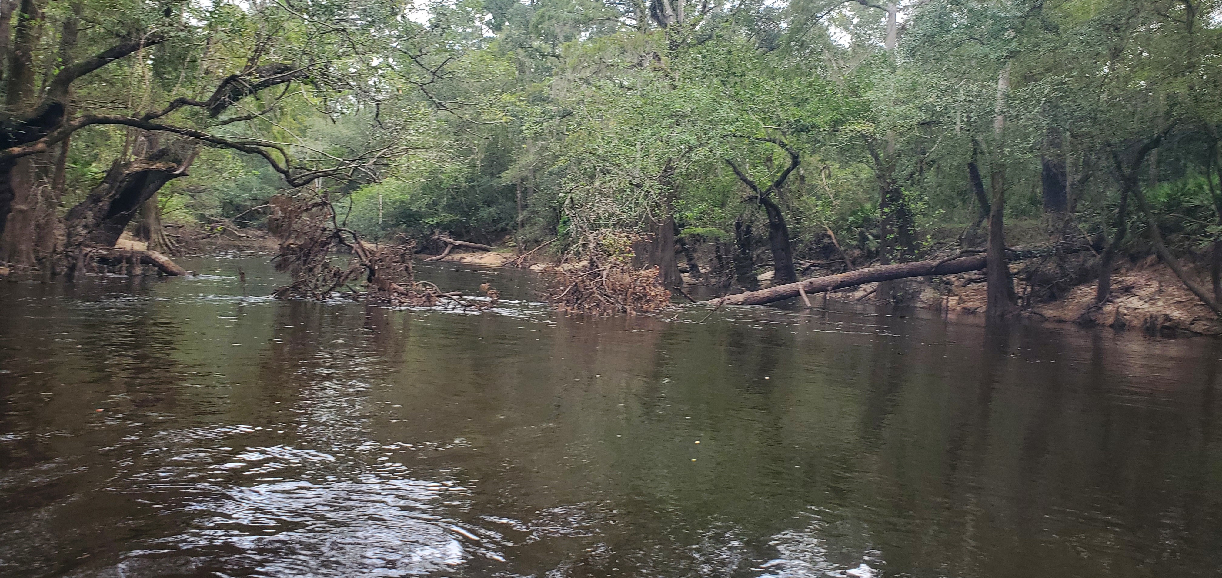 Pine Deadfall: stay close to the right bank, 2024:09:14 11:26:14, 30.8362486, -83.3747815