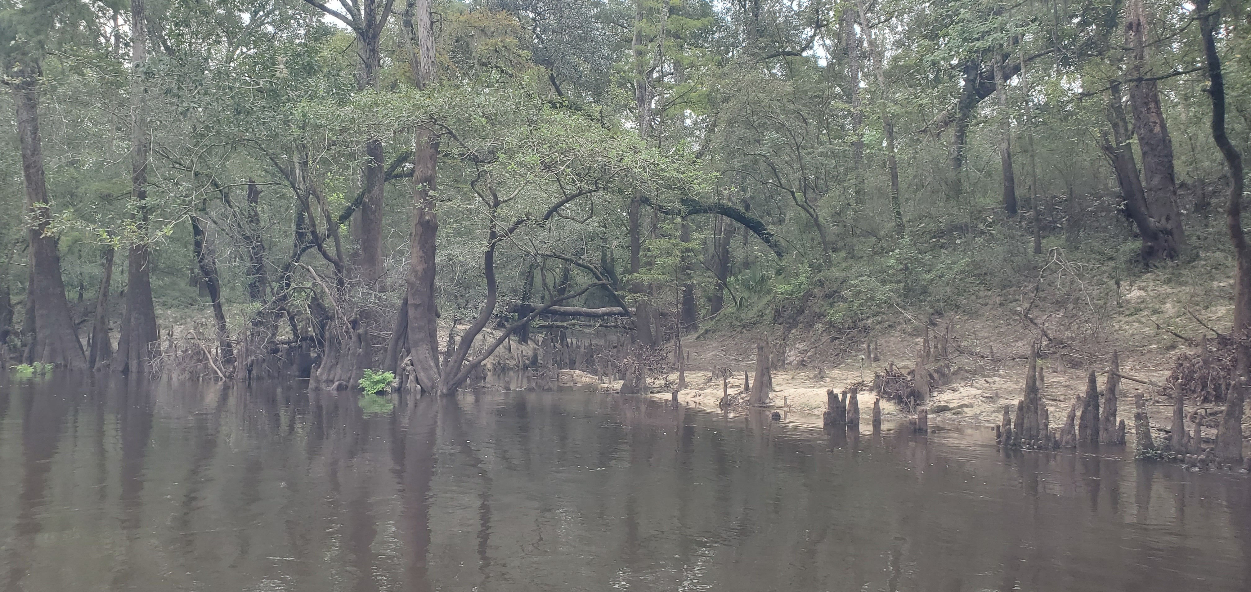 Spring Branch from downstream, 2024:09:14 11:38:18, 30.8282271, -83.3845228