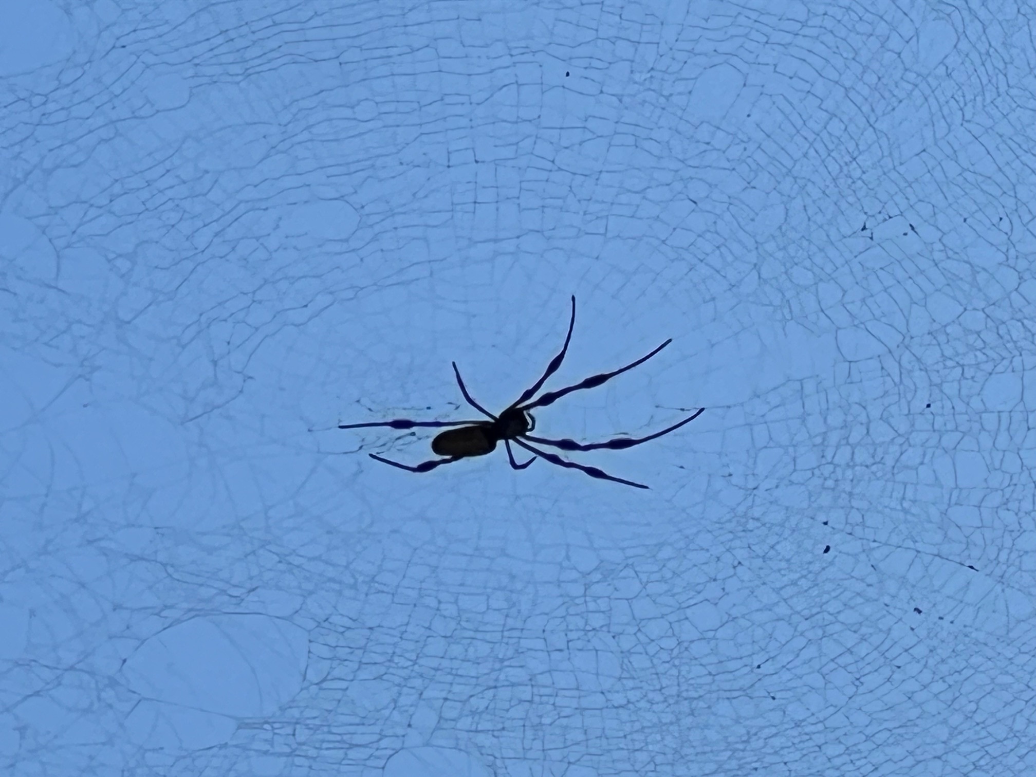 Closeup spider, Naylor Park Beach, Alapaha River @ US 84 2024-09-19