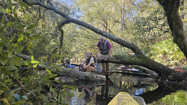 [jsq using Husqvarna 460 24-inch to saw Sumner Deadfall --Darlene Eanes Ray, 10:56:30, 31.2090025, -83.5101836]