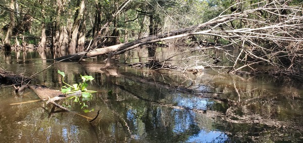 Many branches --John S. Quarterman, 11:08:13, 31.2108701, -83.5115930