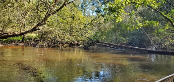 Medium Poley Deadfall --John S. Quarterman, 11:09:40, 31.2111724, -83.5112528