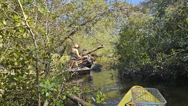 [jsq shortening a branch of Poley Deadfall --Darlene Eanes Ray, 11:31:05, 31.2112305, -83.5109696]