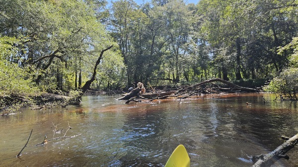 [More sawing --Darlene Eanes Ray, 12:04:47, 31.2122642, -83.5115733]