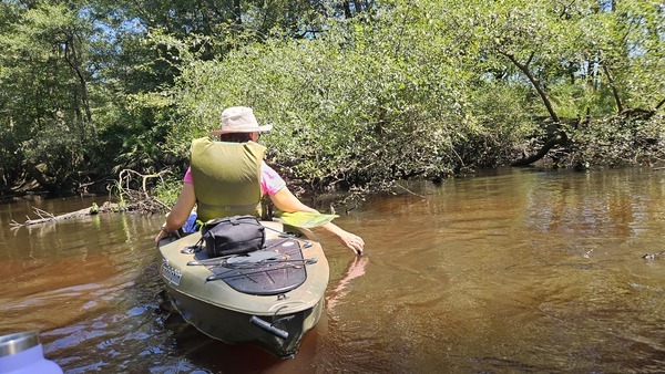 Tish gets a limb --Darlene Eanes Ray, 12:13:29, 31.2122379, -83.5115495