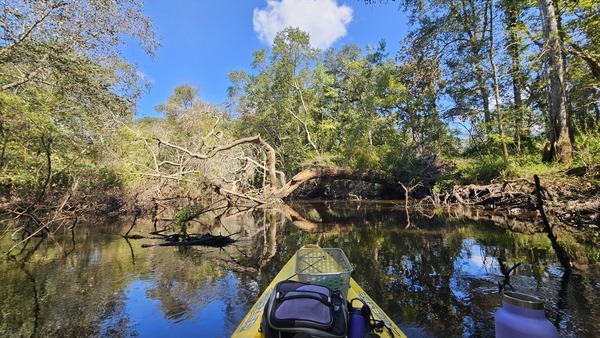 [Float Under Deadfall --Darlene Eanes Ray, 12:26:35, 31.2146240, -83.5117752]