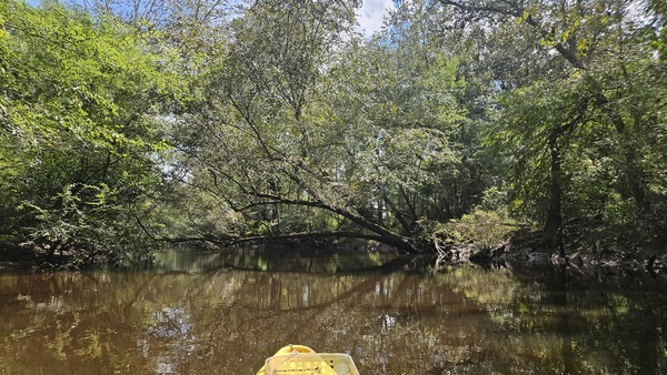 [Another float under deadfall --Darlene Eanes Ray, 13:24:12, 31.2157939, -83.5119810]