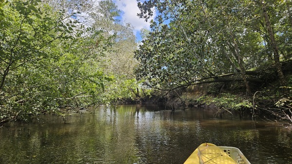 Steep left bank and upstream bend to the left --Darlene Eanes Ray, 13:27:26, 31.2153939, -83.5106612