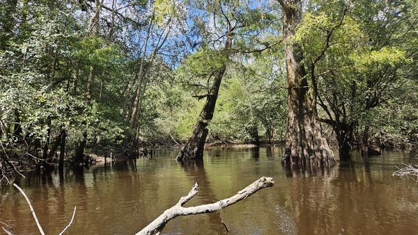 Branch and trees --Darlene Eanes Ray, 14:16:50, 31.2122894, -83.5115496