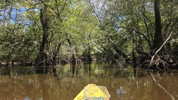 Narrows --Darlene Eanes Ray, 14:26:42, 31.2108178, -83.5109576