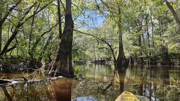 Tree guardians --Darlene Eanes Ray, 14:37:06, 31.2056861, -83.5113951