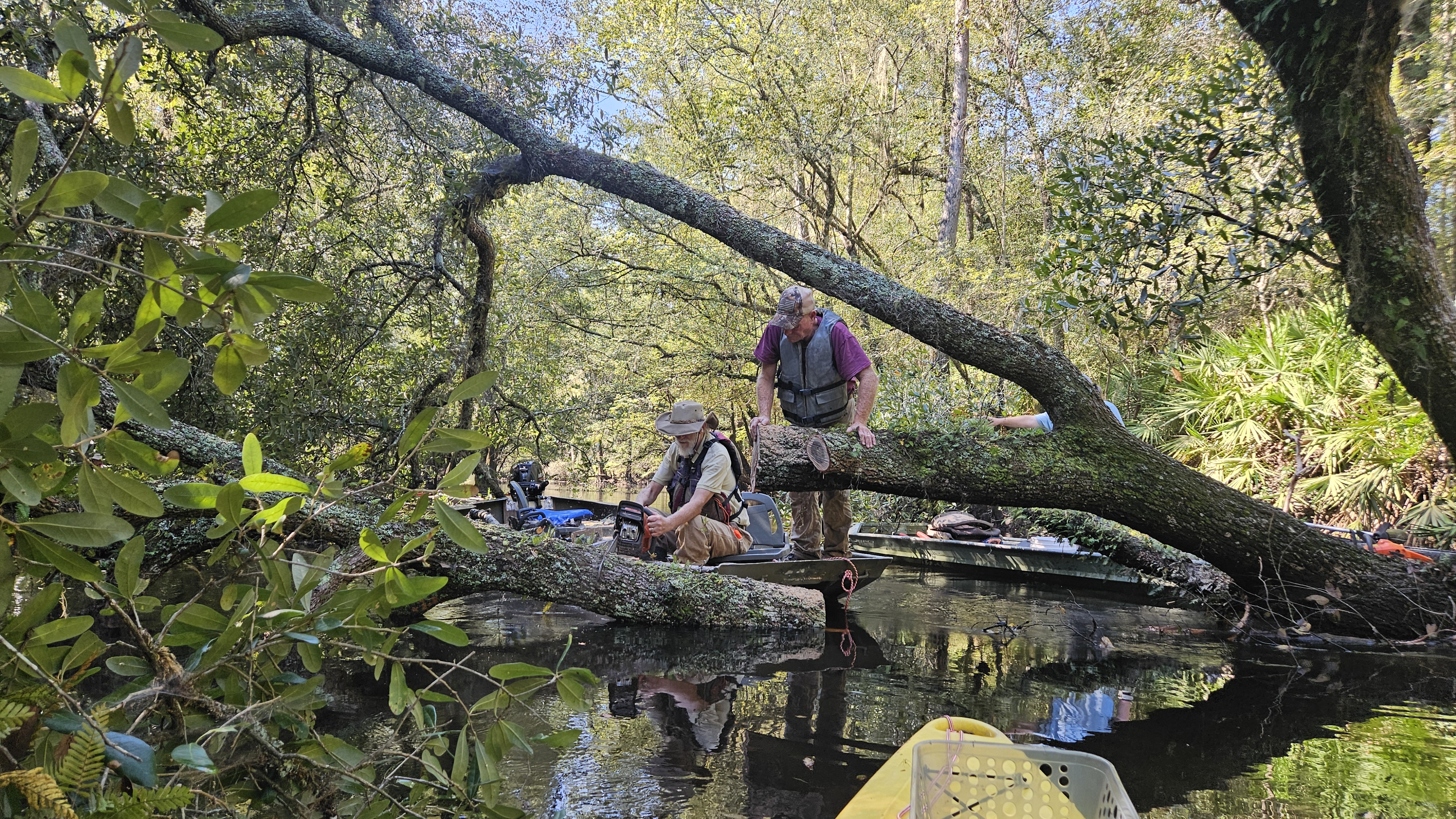 jsq using Husqvarna 460 24-inch to saw Sumner Deadfall --Darlene Eanes Ray, 10:56:30, 31.2090025, -83.5101836