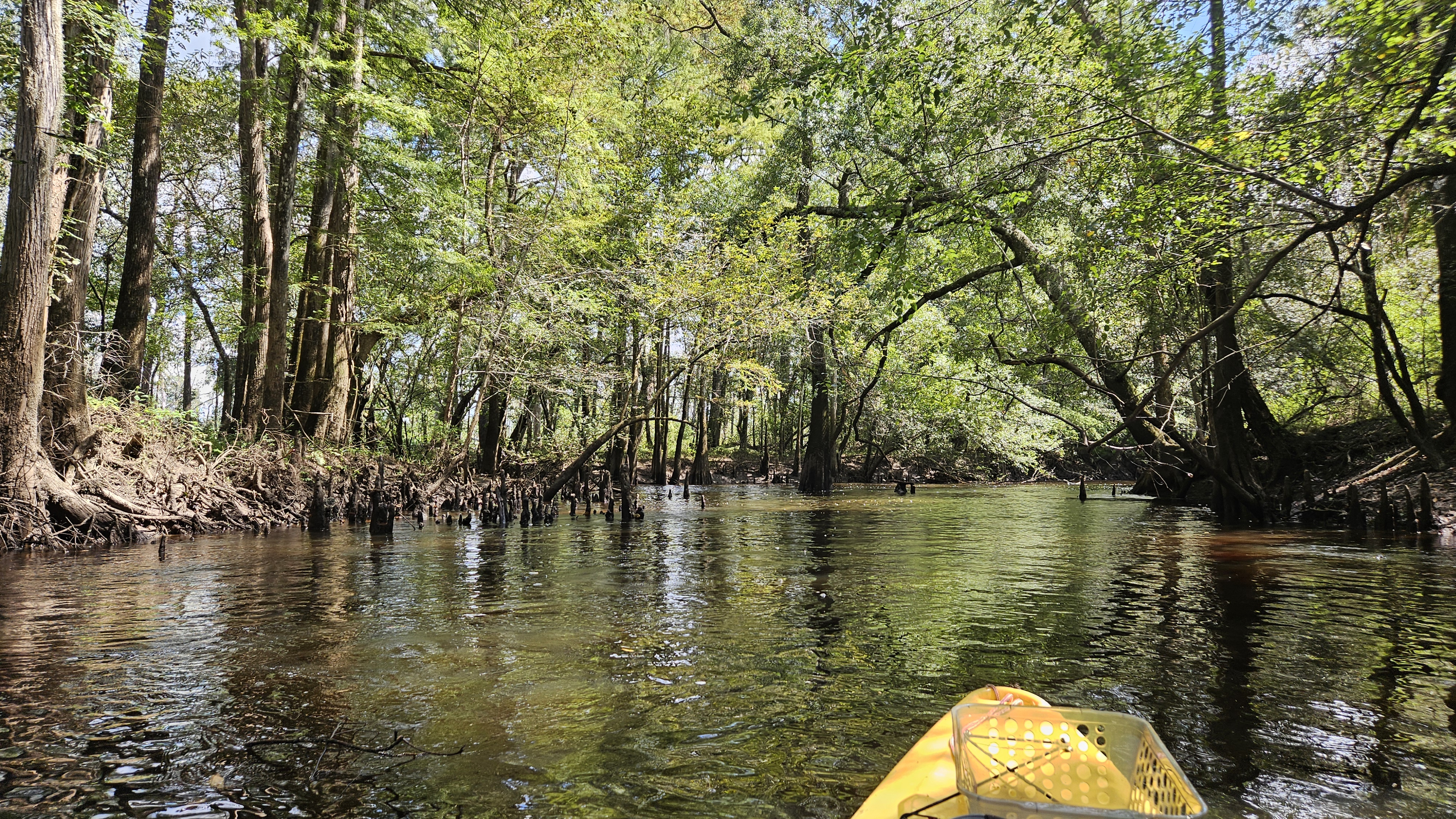 Many cypress knees --Darlene Eanes Ray, 14:12:06, 31.2137053, -83.5117147