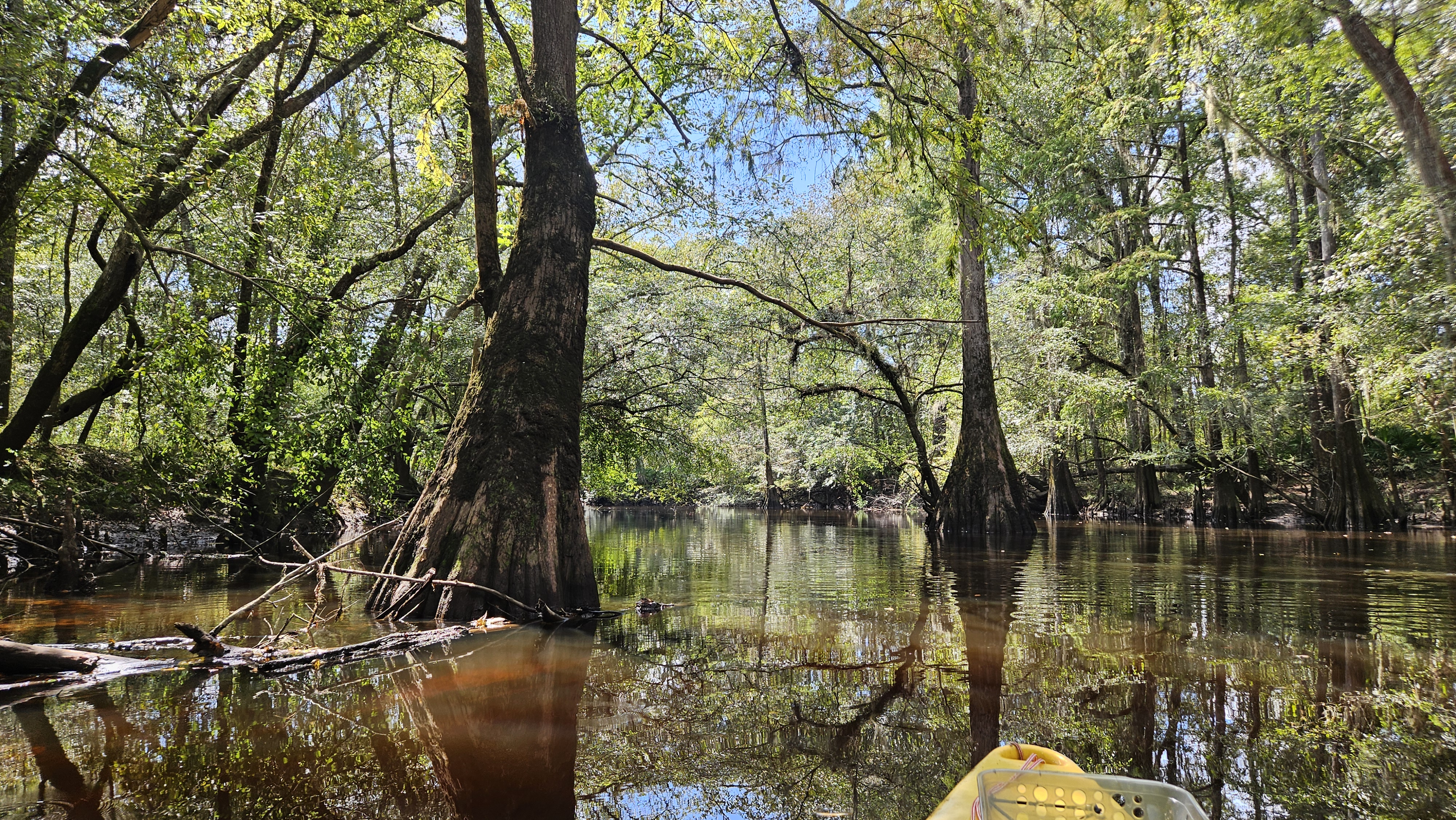 Tree guardians --Darlene Eanes Ray, 14:37:06, 31.2056861, -83.5113951