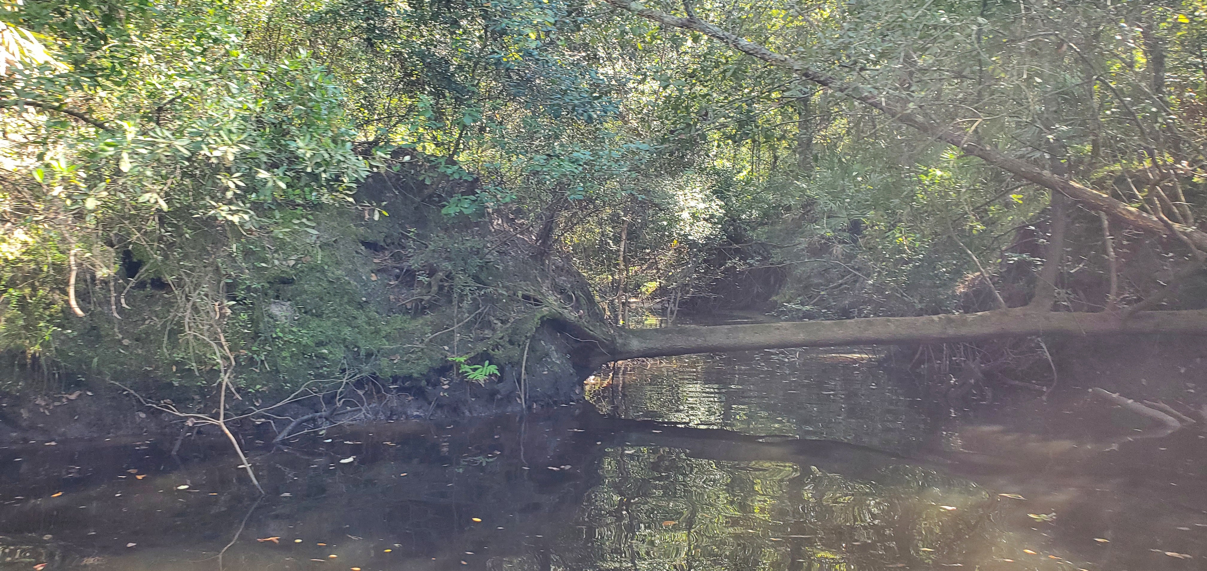 Rountree Creek mossy bank --John S. Quarterman, 14:48:45, 31.2014452, -83.5177115