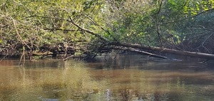 [Closeup Poley Deadfall --John S. Quarterman, 11:09:51, 31.2111844, -83.5112419]