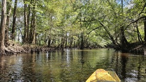 [Many cypress knees --Darlene Eanes Ray, 14:12:06, 31.2137053, -83.5117147]