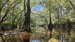 [Tree guardians --Darlene Eanes Ray, 14:37:06, 31.2056861, -83.5113951]