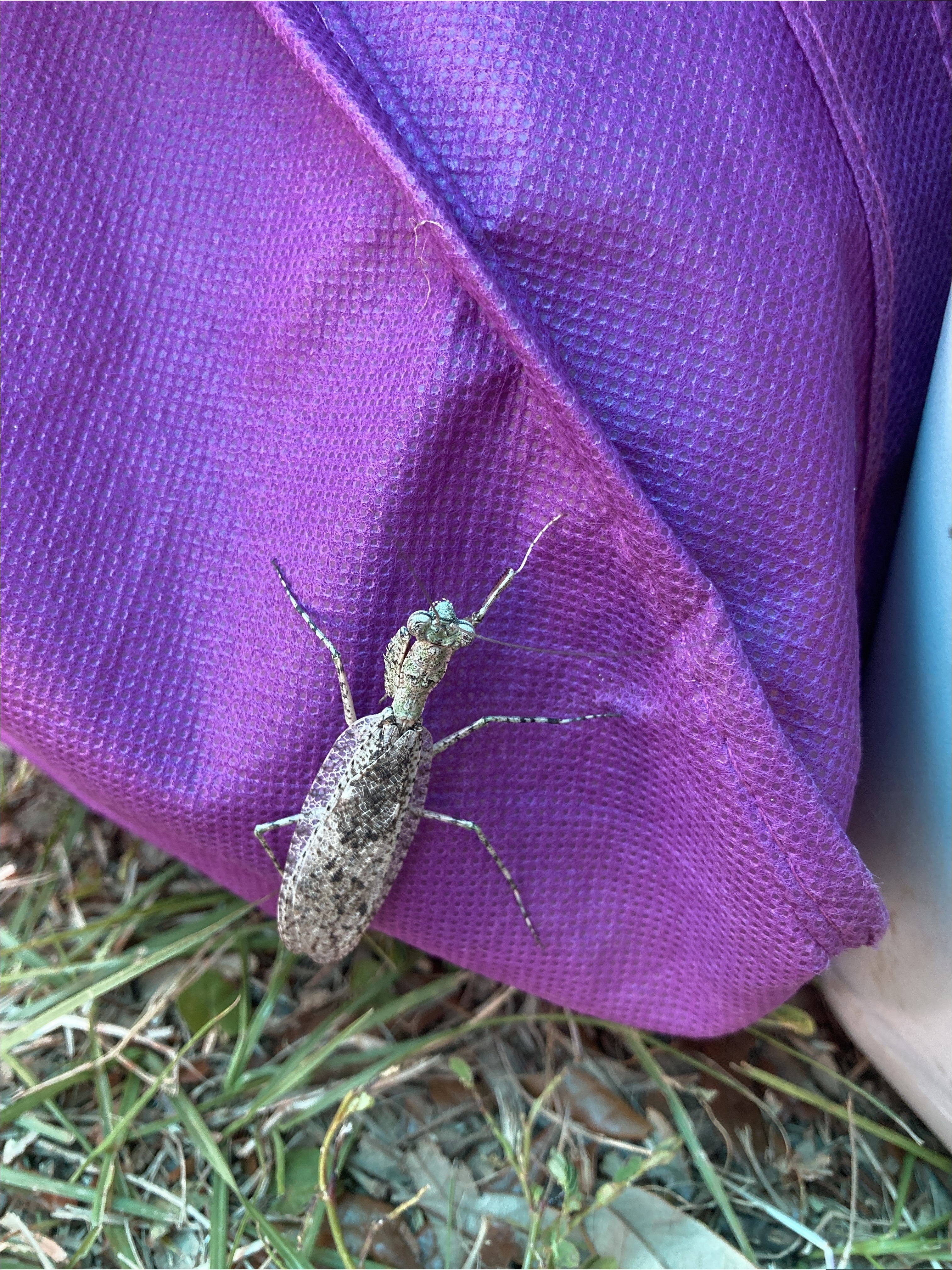 Praying Mantis on bag --Gretchen Quarterman, 10:24:27, 30.7853028, -83.5592111