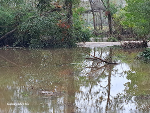 [Sugar Creek, Withlacoochee River 2024-11-07]