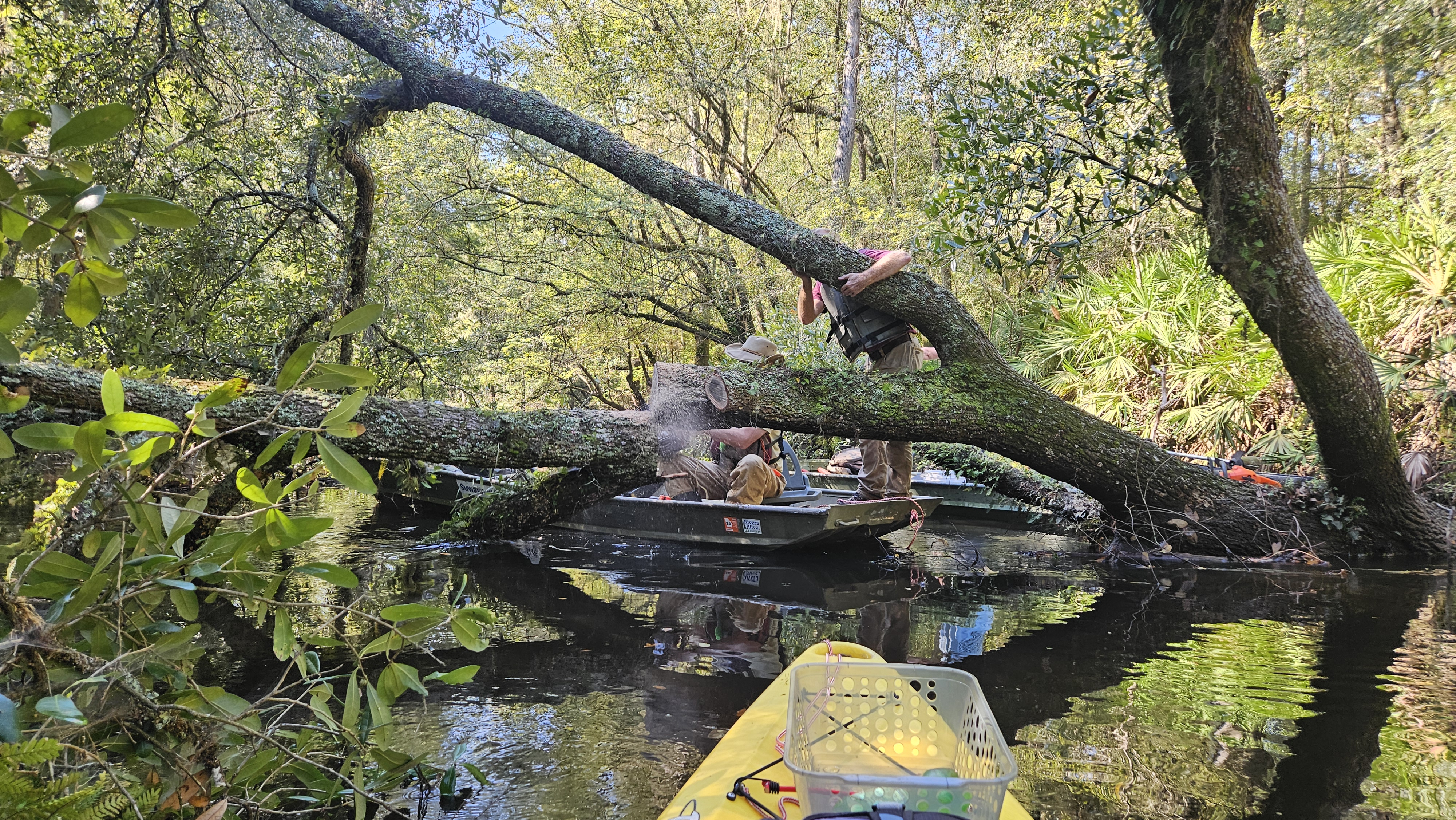 Suwannee Riverkeeper John S. Quarterman sawing a deadfall in the Little River 2024-09-21 --Darlene Eanes Ray