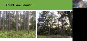 [Forests Are Beautiful]