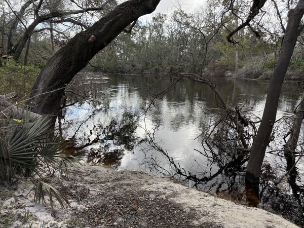 Holly Point other, Withlacoochee River @ NE Withla Bluffs Way 2024-11-13