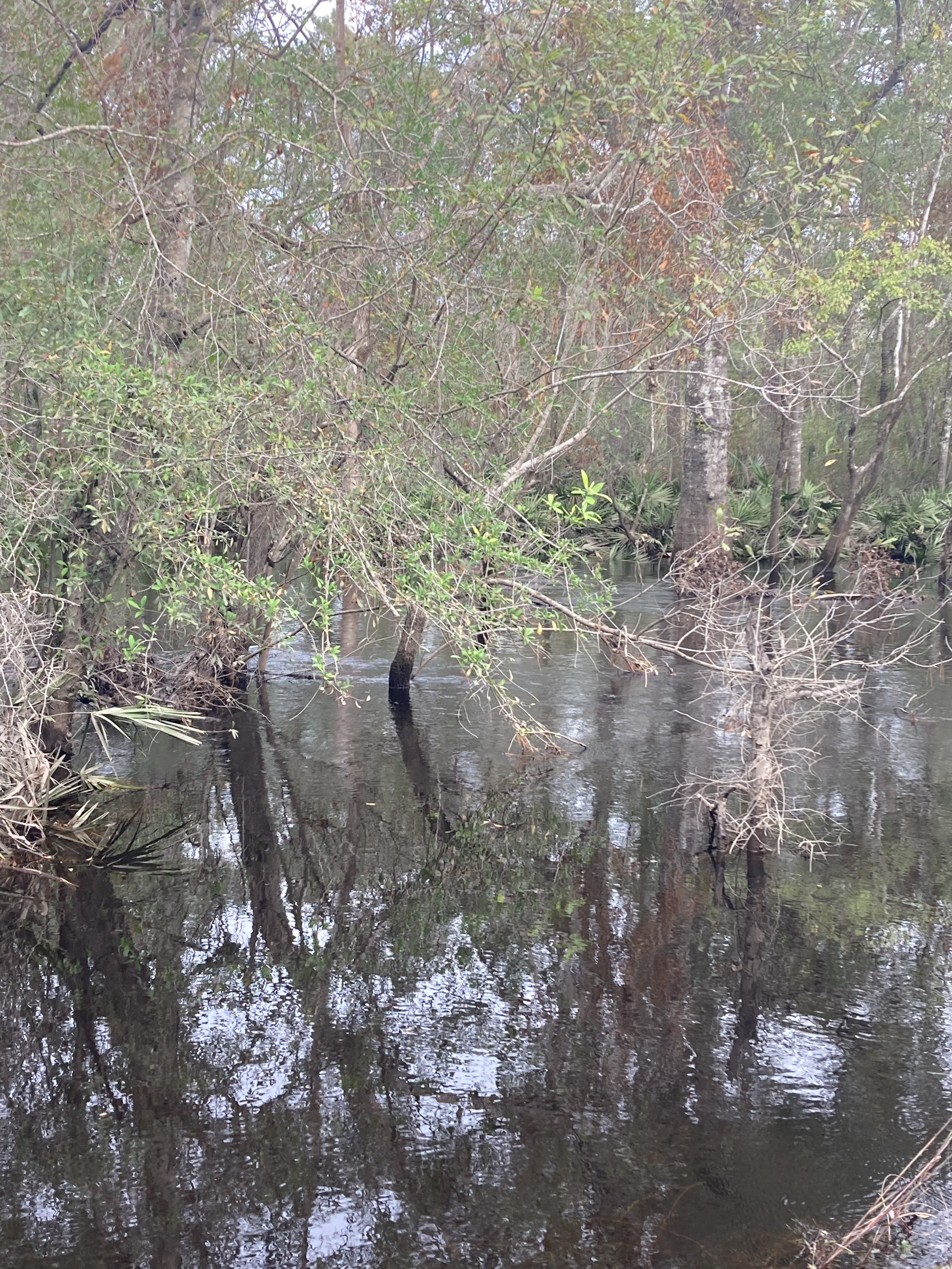 Franklinville downstream, Withlacoochee River @ Frankinville Road 2024-11-14