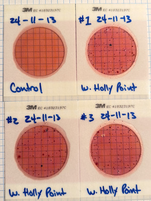 [Plates, Holly Point 2024-11-13]