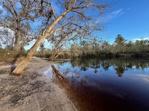 [Naylor Park Beach downstream, Alapaha River @ US 84 2024-11-13]