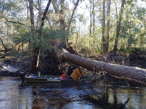 [jsq sawing a limb off the small log --Phil Royce, 10:16:31, 30.8447282, -83.34745]