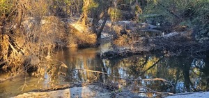 [Two Mile Branch entering Sugar Creek 2024-12-02]