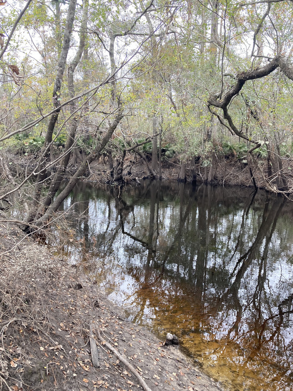 Downstream, Franklinville, Withlacoochee River @ Frankinville Road 2024-12-05