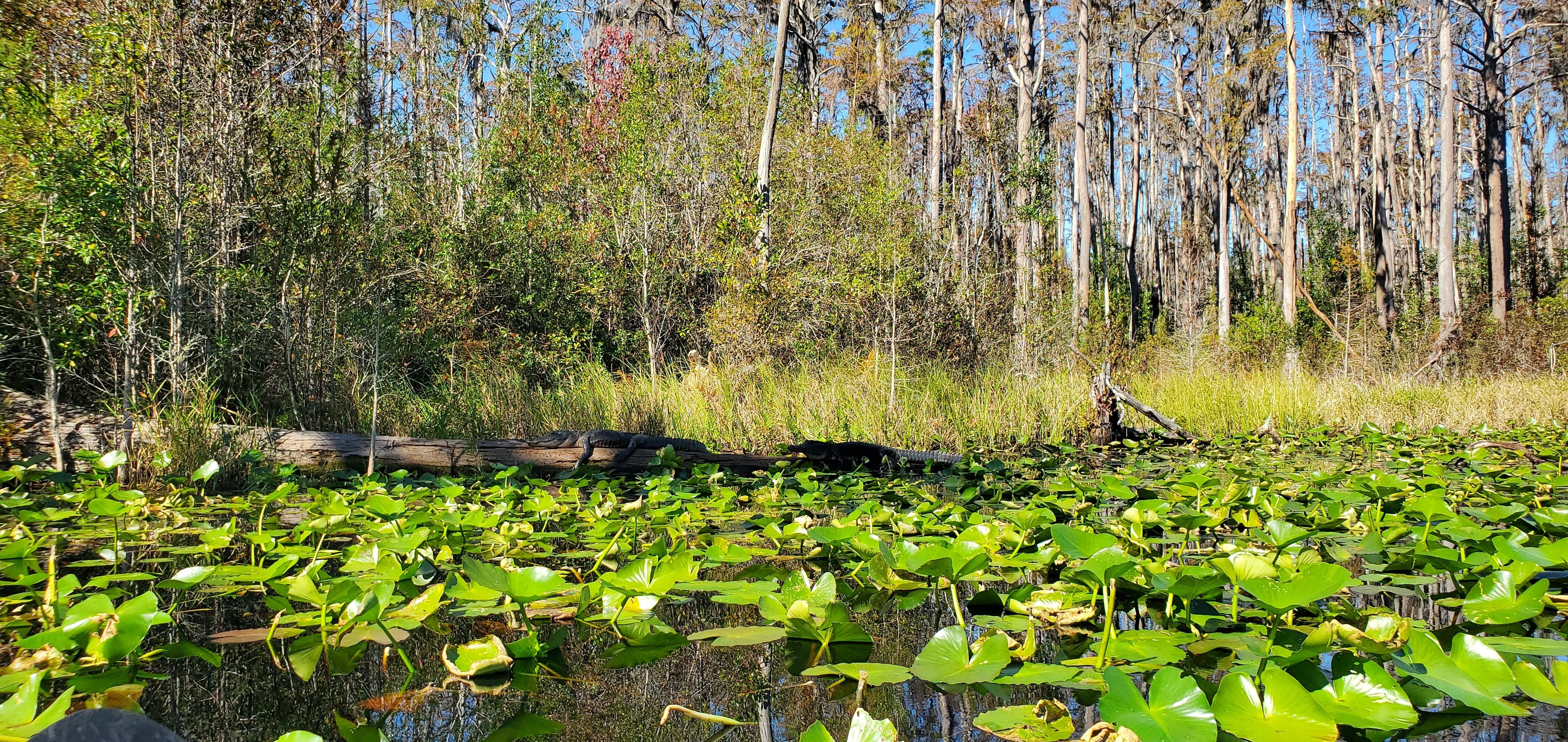 Shady gators on log, Minnie's Lake, Suwannee River, Okefenokee Swamp, 2023-11-05, 11:28:03, 30.8616551, -82.3231197