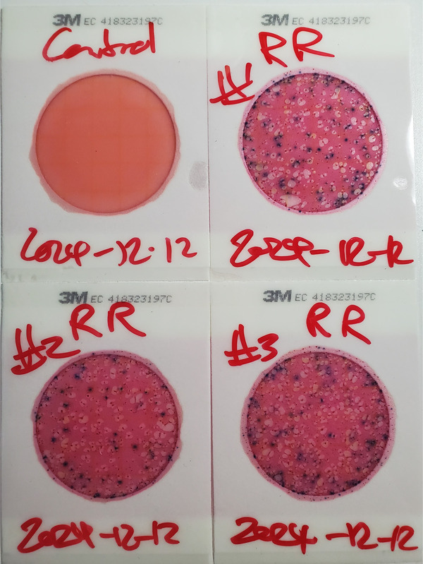 Plates, NSFRR, Sugar Creek, 2024-12-12