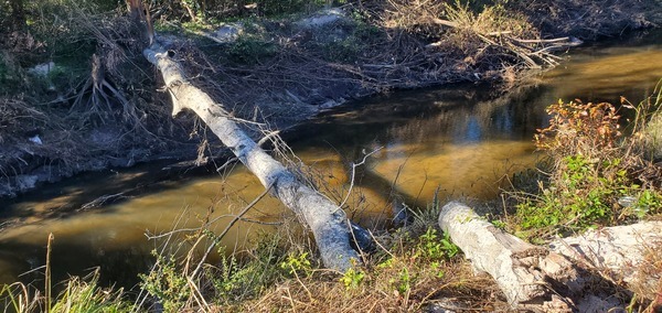 High deadfall across, Sugar Creek 2024-12-12, 13:10:22, 30.8496643, -83.3140838